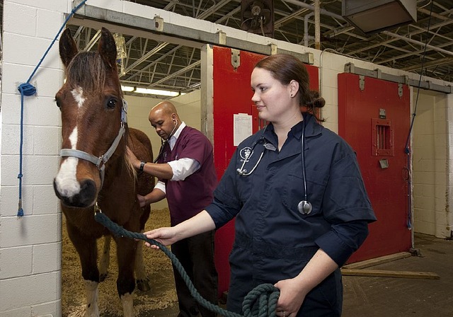 veterináři pro koně